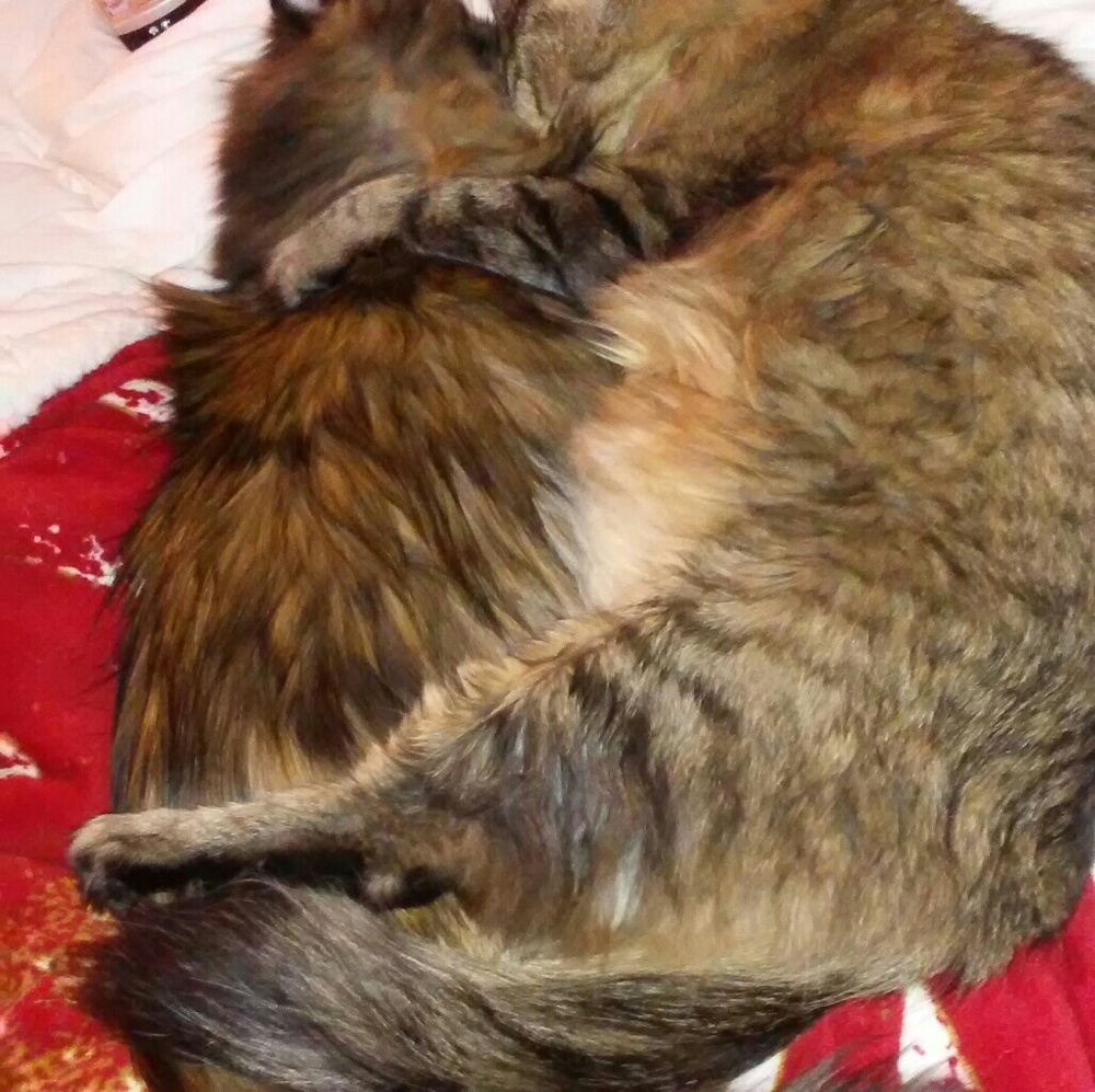 PURRRE LOVE....... - Picture 5 of 8